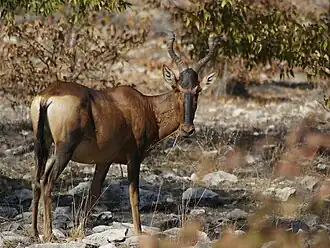 Hartenbeest, uit de onderfamilie Alcelaphinae