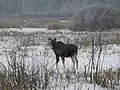 Een elandkoe in de winter.