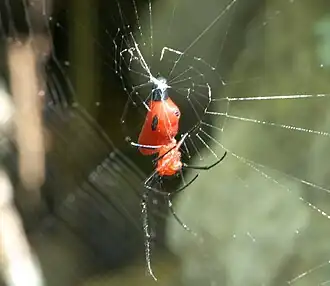 Alcimosphenus licinus