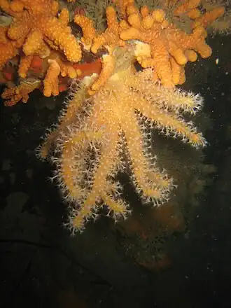 Alcyonium glomeratum