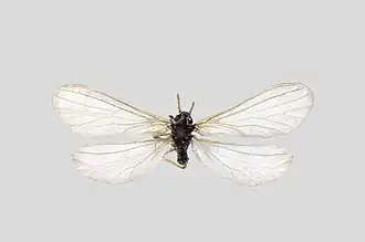 Aleuropteryx
