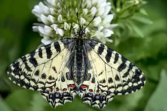 Kretapijpbloemvlinder