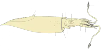 Alloteuthis subulata