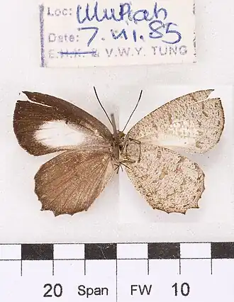 Allotinus apus