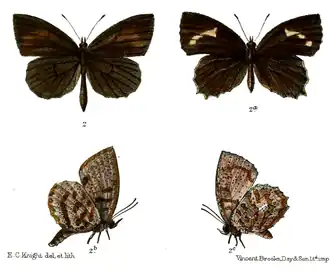 Allotinus multistrigatus