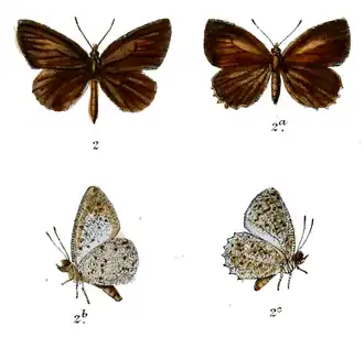 Allotinus taras