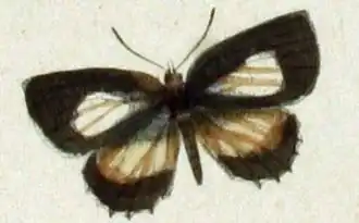 Allotinus fallax