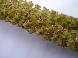 Mannelijke katjes van de zwarte els (Alnus glutinosa)