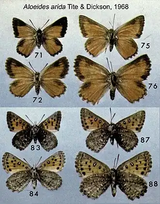 Aloeides arida