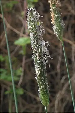 Op een aar gelijkende aarpluim van grote vossenstaart