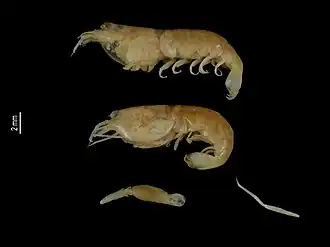 Alpheus longichaelis