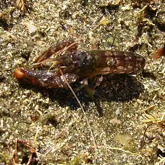 Alpheus novaezealandiae