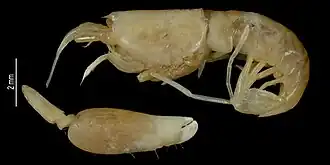 Alpheus paracrinitus