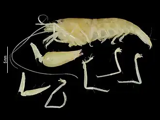 Alpheus roseodigitalis