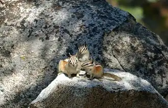 Bergchipmunk