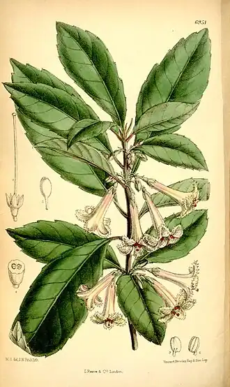 Alseuosmiaceae