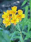 Alstroemeria aurea