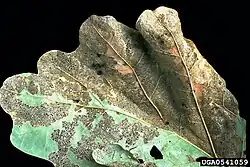 Geskelleteerd eikenblad