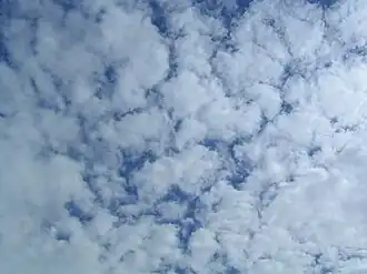 Altocumulus stratiformis