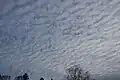 Altocumulus stratiformis undulatus