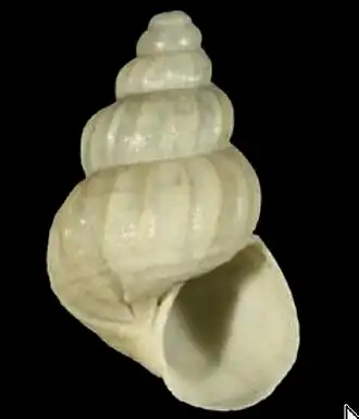 Alvania pseudoareolata