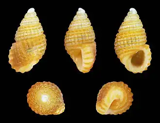Alvania subcalathus