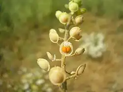 Hauwtje met afgeplatte randen van bleek schildzaad