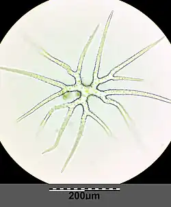 Sterhaar van bleek schildzaad