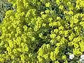Alyssum saxatile