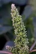 Amaranthus lividus (blitum)