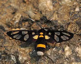 Amata sperbius