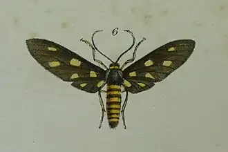 Amata wallaceii