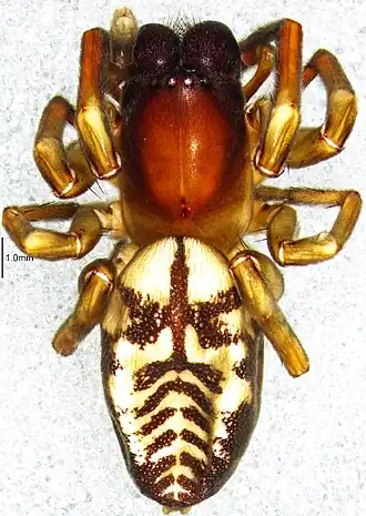Amaurobioides africana
