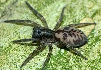 Amaurobioides maritima