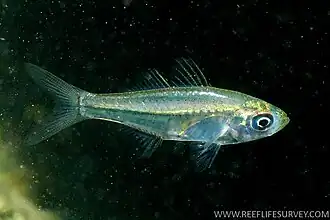 Ambassis jacksoniensis