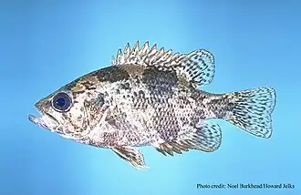 Ambloplites ariommus