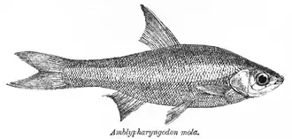 Amblypharyngodon mola