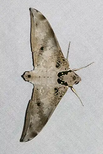 Ambulyx canescens