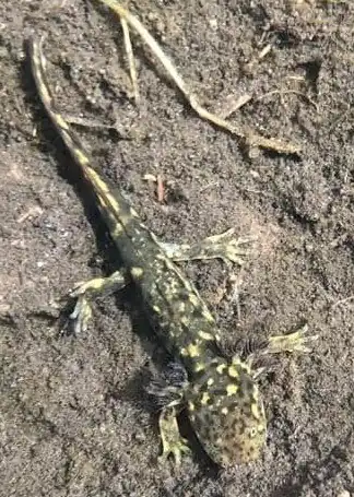 Ambystoma altamirani