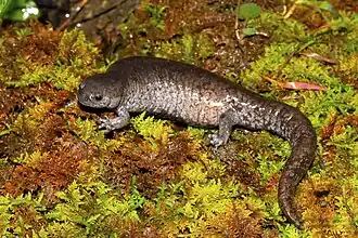 Ambystoma barbouri