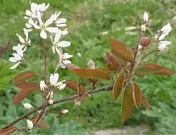 Amerikaans krentenboompje(Amelanchier lamarckii)