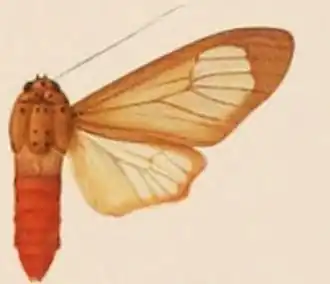 Amerila roseomarginata