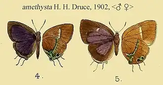 Horaga amethystus