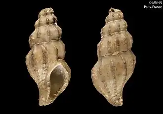 Amiantofusus amiantus