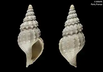 Amiantofusus borbonica