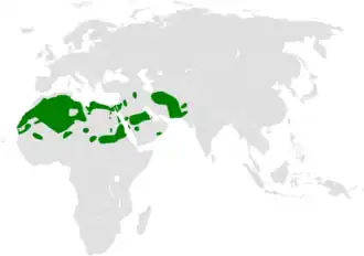 Rosse woestijnleeuwerik