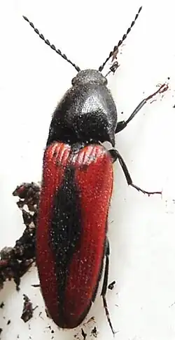 De bloedrode kniptor is eenvoudig te herkennen