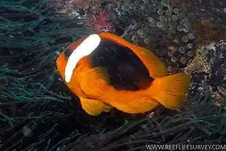 Amphiprion rubrocinctus