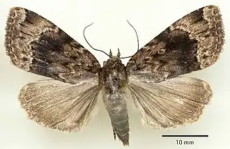 Amphipyra erebina