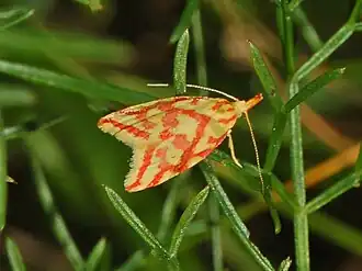 Hypercallia citrinalis